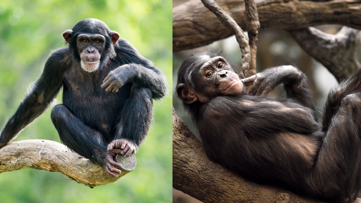 which animals can recognise humans besides a dog  (3)