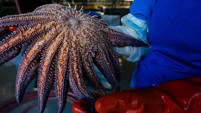 did-you-know-scientists-reveal-mystery-behind-sea-star-wasting-disease-along-pacific-coast