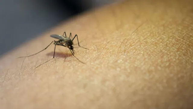 china-chikungunya-outbreak-guangdong-reports-over-7000-cases-hong-kong-confirms-first-infection-simple-steps-to-avoid