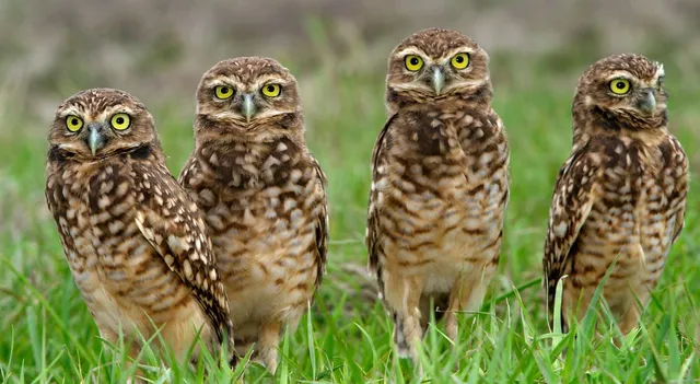 what-is-a-group-of-owls-called