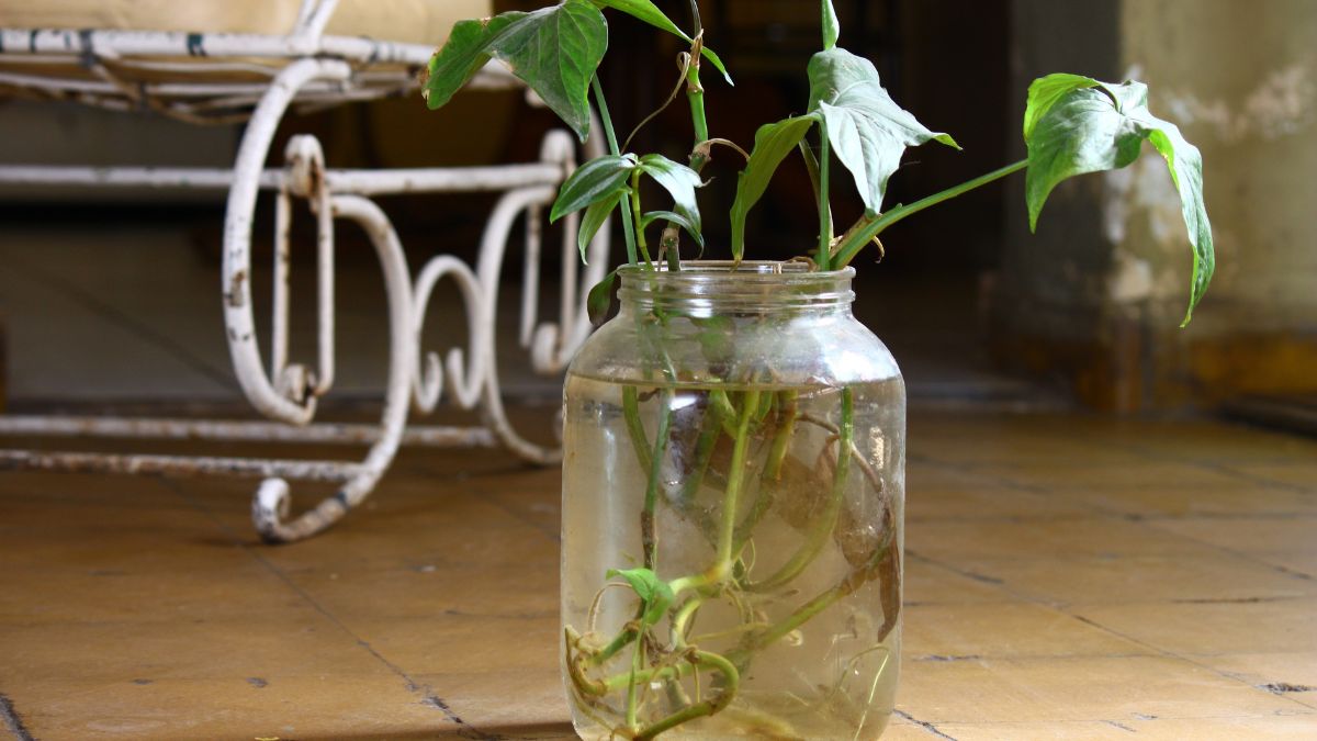 Old Jars For Home Decor