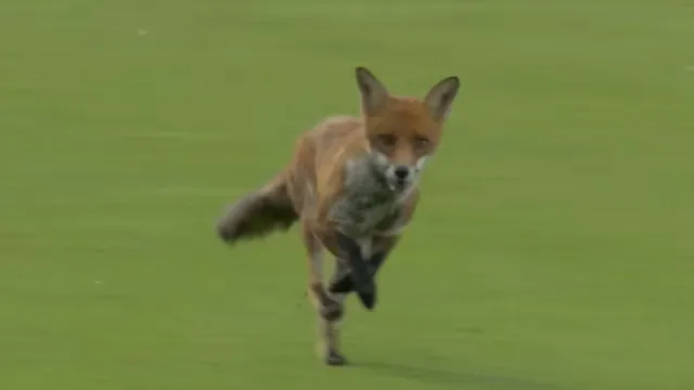 oval-invincibles-vs-london-spirit-match-scorecard-the-hundred-2025-fox-invades-pitch-stops-match-between-oval-invincibles-and-london-spirit-at-lords-watch