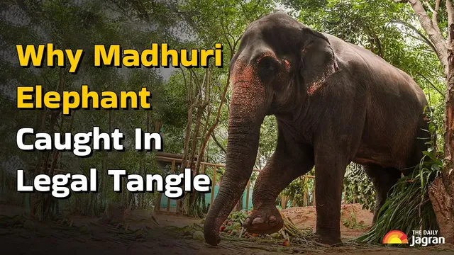 madhuri-unusual-story-from-sc-to-maharashtra-cm-why-higher-authorities-involved-in-elephant-shifting-from-jain-math-kolhapur-to-vantara