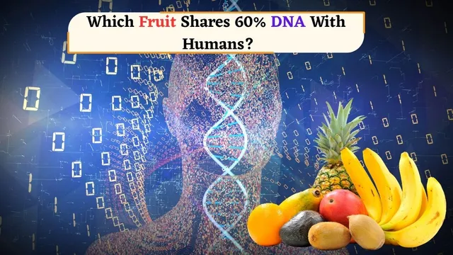 humans-share-60-percent-of-their-dna-with-this-everyday-fruit-find-out-which-one