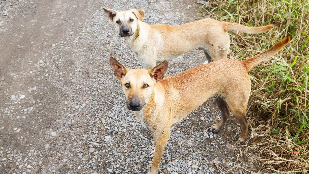 man-brutally-shoots-down-25-dogs-one-by-one-in-rajasthan-internet-erupts-in-fury-after-video-goes-viral
