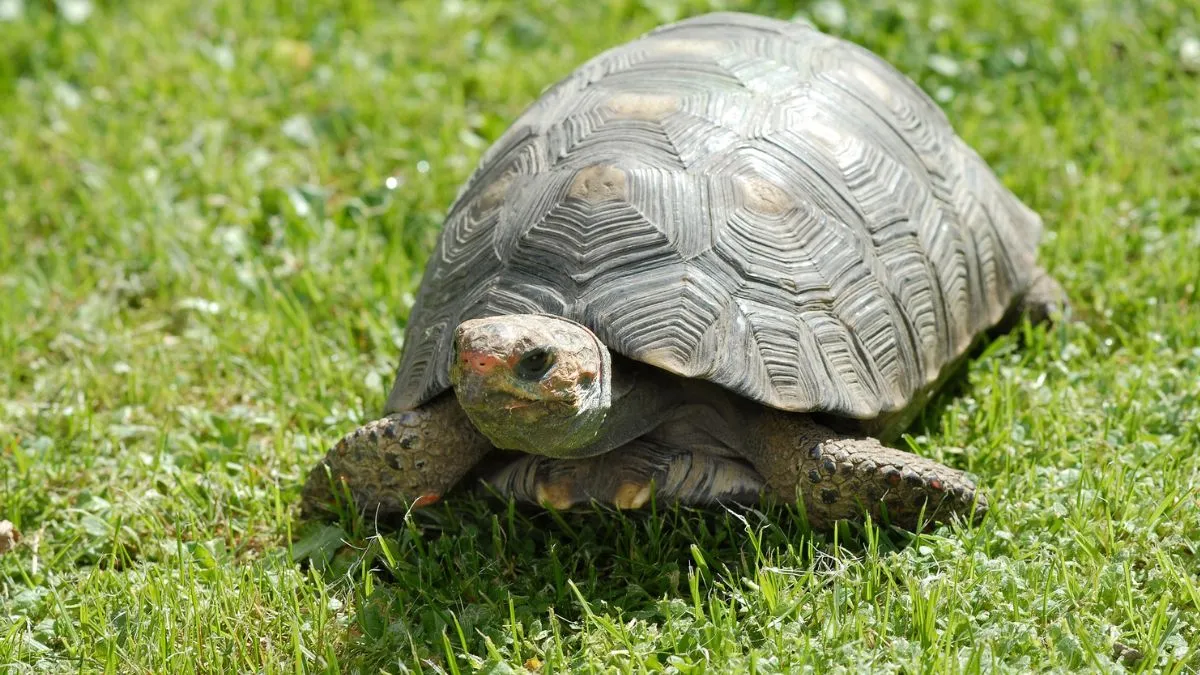 indian-national-arrested-at-kuala-lumpur-airport-with-2500-live-turtles-hidden-in-suitcase