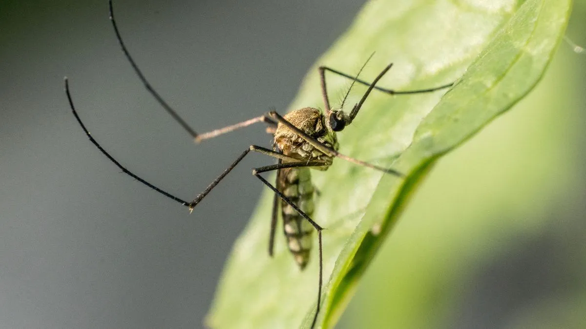 6-plants-that-naturally-keep-mosquitoes-at-bay-in-monsoon