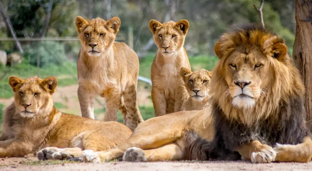 world-lion-day-2025-lesser-known-facts-about-lions