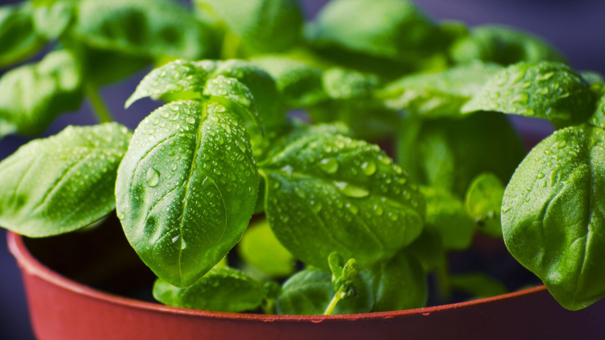 Plants That Repel Mosquitoes Naturally