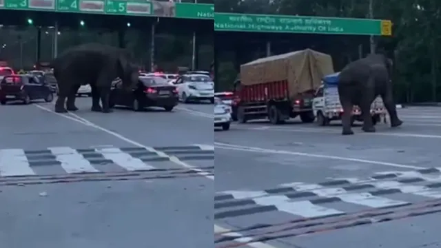 watch-he-was-there-to-collect-toll-people-as-elephant-charges-on-vehicles-standing-at-toll-video-goes-viral