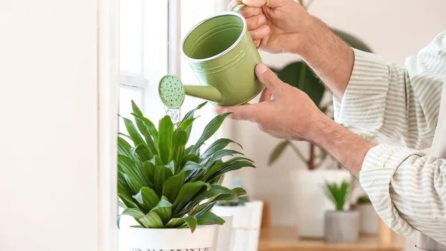 how-frequently-should-you-water-your-plants-for-healthy-growth