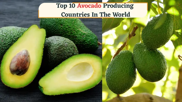 top-10-avocado-producing-countries-in-the-world-why-is-it-expensive-in-india