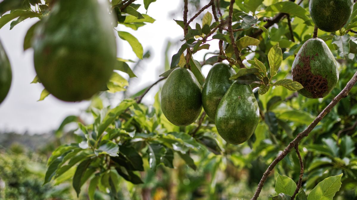 top 10 avocado producing countries in the world (2)