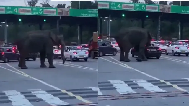 wild-elephant-charges-at-car-near-toll-plaza-on-dehradun-haridwar-highway-dramatic-video-leaves-internet-shocked