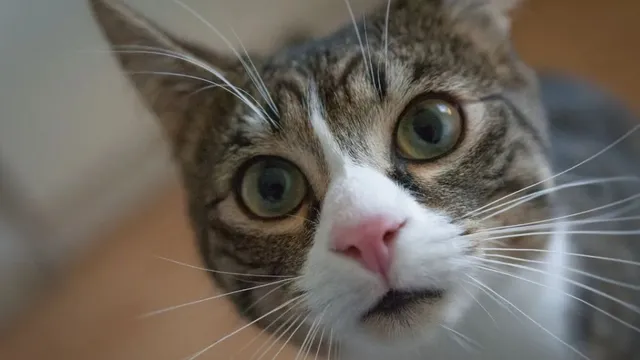 bihar-cat-kumar-applies-for-residential-certificate-in-rohtas-weeks-after-dogesh-babu-applied-for-same