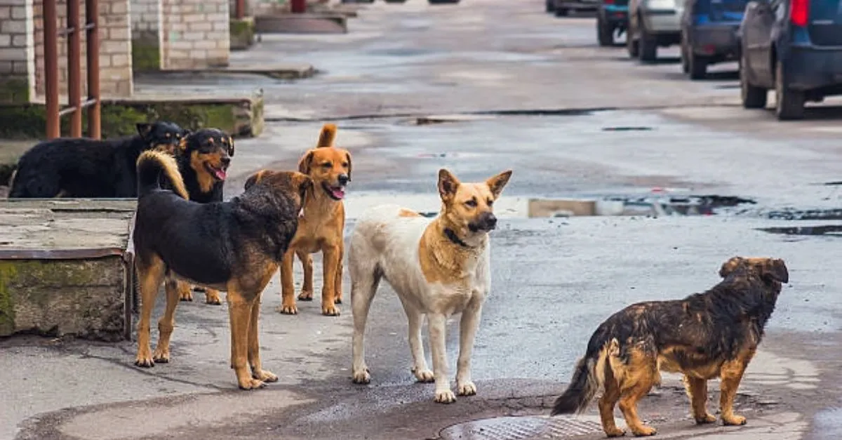 delhi-police-detains-activists-dog-lovers-protesting-supreme-courts-stray-dog-relocation-order-at-india-gate-peta-criticises-directive