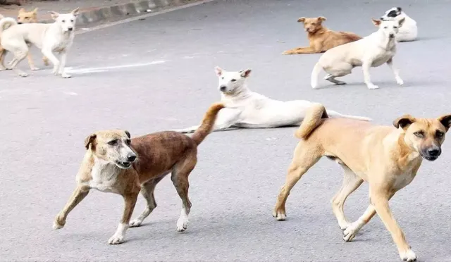 supreme-court-warns-dog-lovers-against-meddling-in-eightweek-stray-removal-drive-in-delhincr