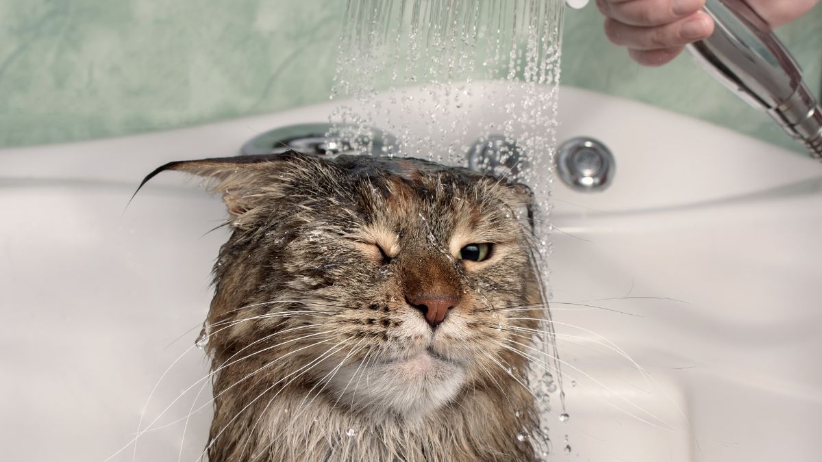 is water wet or does it make things wet know science behind this (2)