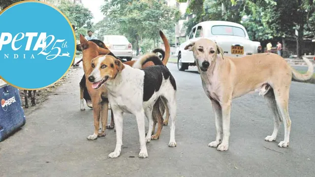 can-peta-influence-indian-supreme-court-decisions-on-stray-dogs