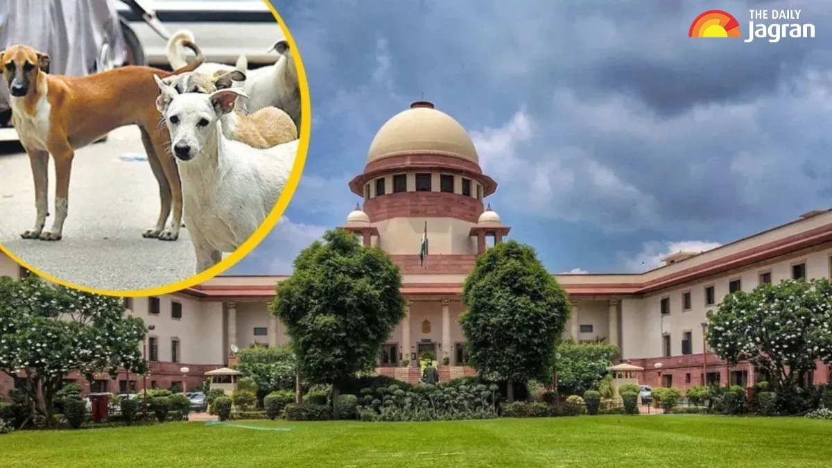 sc-order-on-stray-dogs-mcd-stares-at-challenges-in-relocating-strays-to-shelters-heres-why