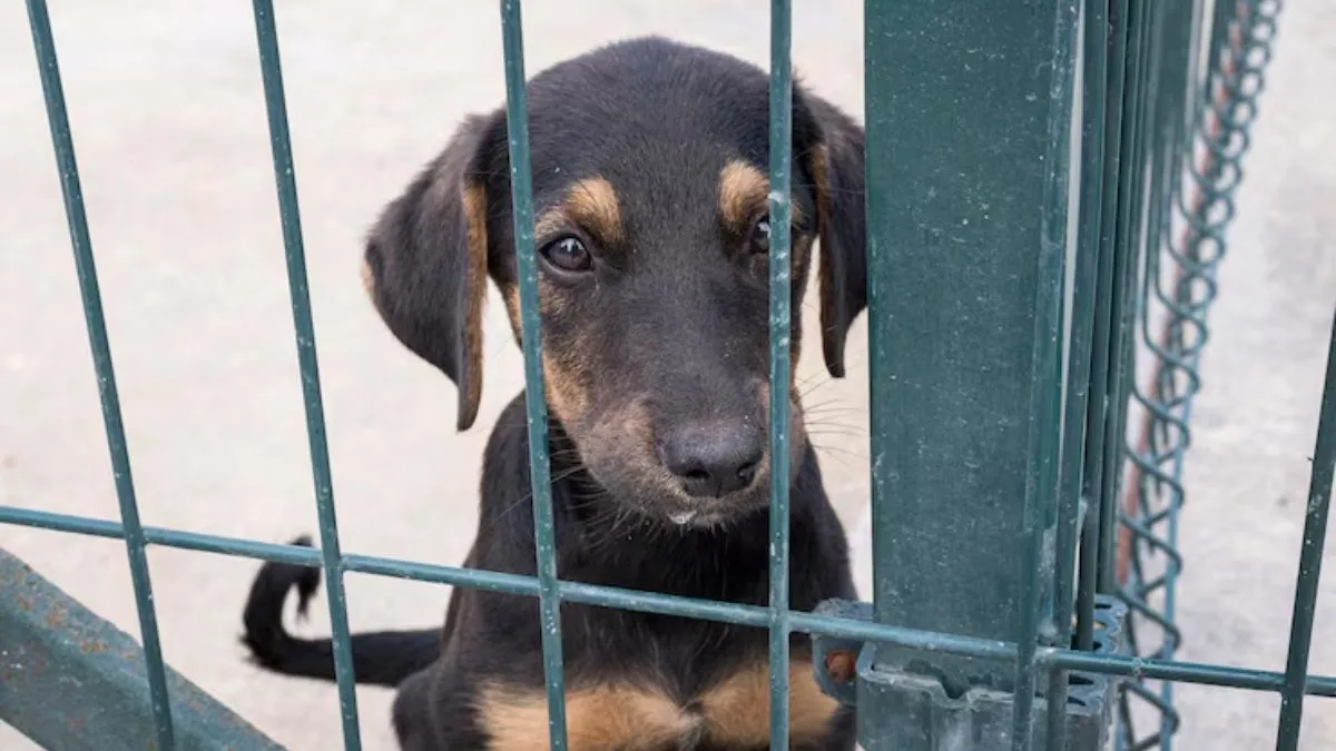 mass-killings-of-stray-dogs-in-gas-chambers-shocking-reality-of-animal-laws-around-the-world-details