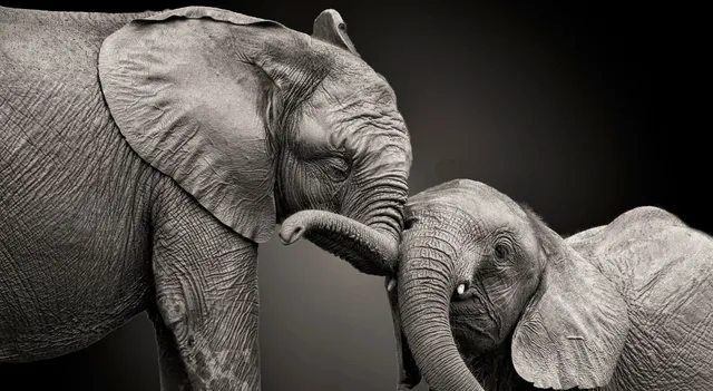 world-elephant-day-2025-lesser-known-facts-about-largest-land-animal