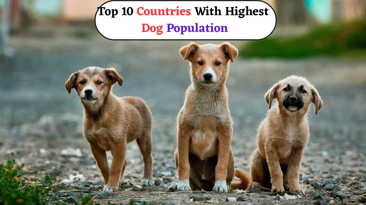 top-countries-with-the-highest-dog-population-in-the-world