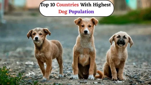 top-countries-with-the-highest-dog-population-in-the-world