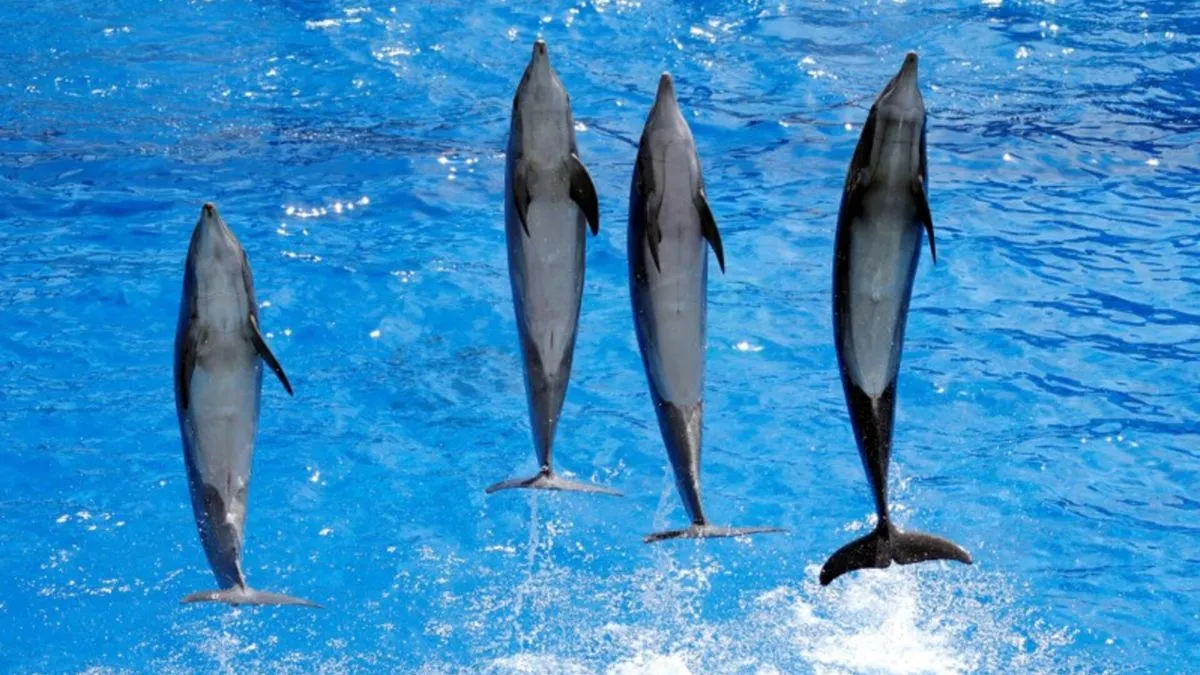 did-you-know-dolphins-have-whale-besties-new-study-reveals-ocean-cutest-friendship
