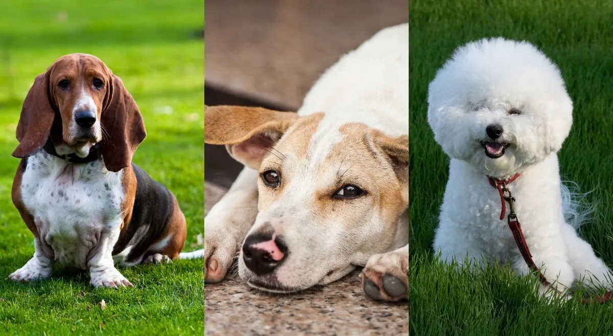 top-10-calmest-dog-breeds-in-the-world-know-where-indian-street-dog-breed-stands