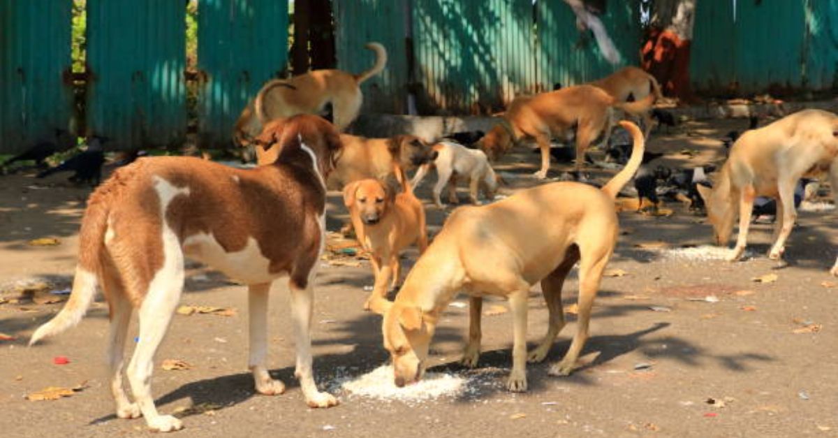 stray-dog-case-transferred-to-bigger-supreme-court-bench-amid-massive-row-hearing-tomorrow