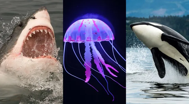 most-dangerous-sea-animals-in-the-world-orca-whale-great-white-shark-and-more