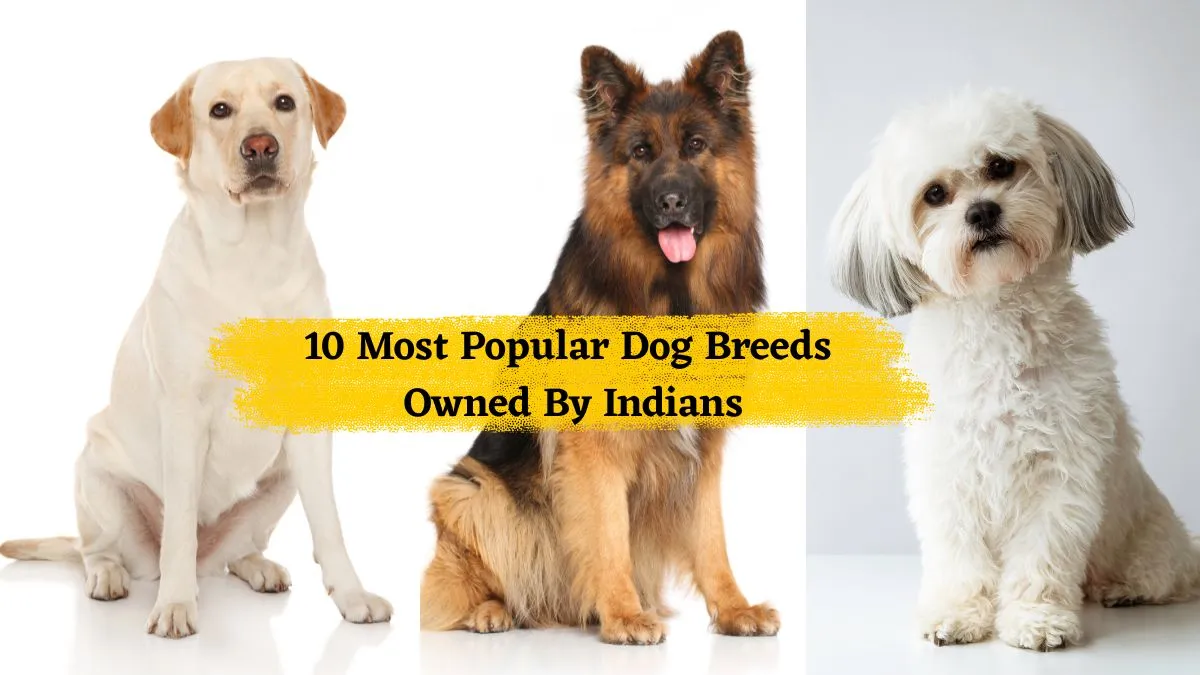 most-popular-dog-breeds-owned-by-indian-pet-lovers