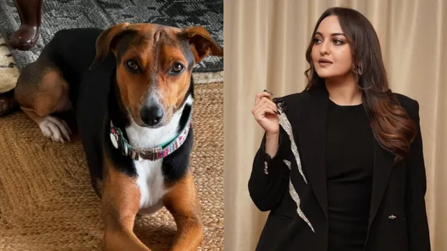 soulless-sonakshi-sinha-slams-supreme-court-decision-to-remove-stray-dogs-says-vaccinating-is-the-real-solution