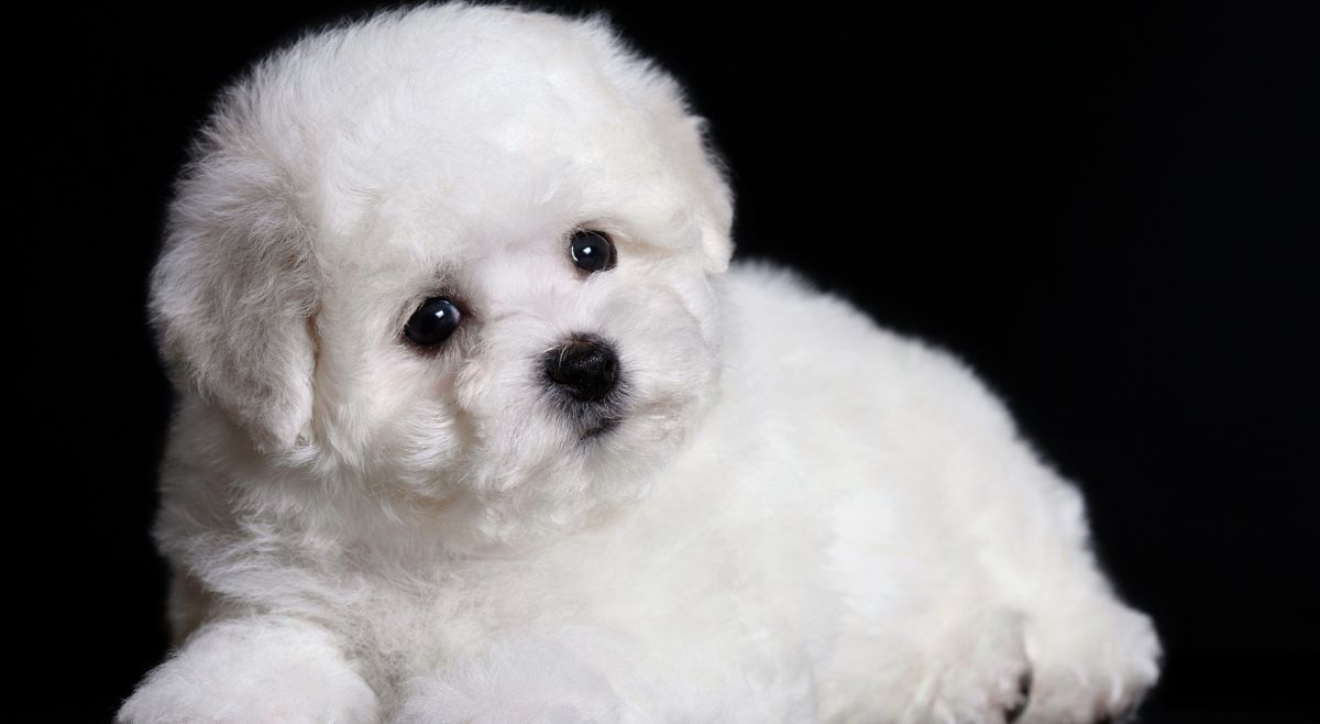 Bichon Frise