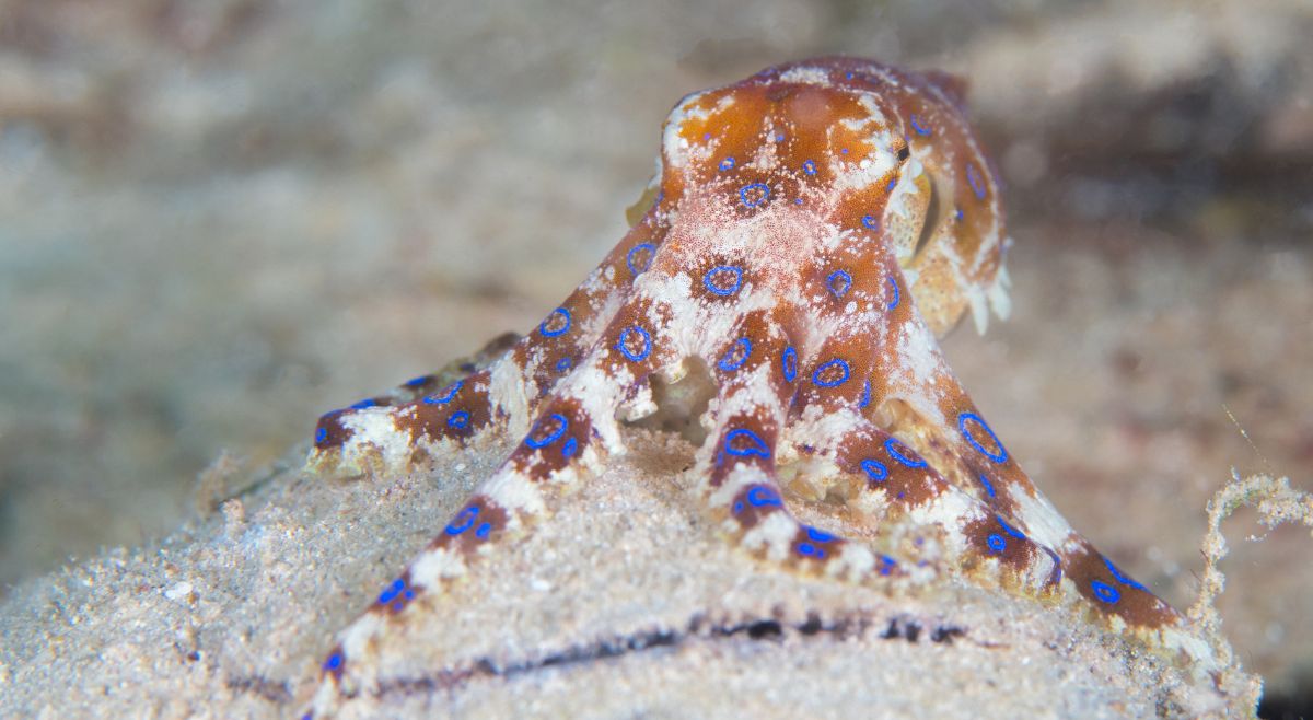 Blue Ringed Octopus