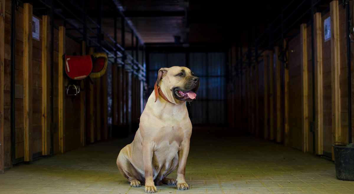 Boerboel