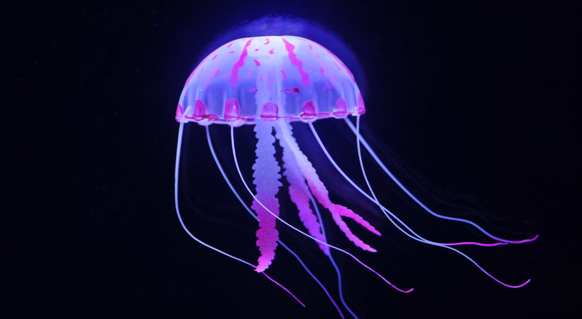 Box Jellyfish