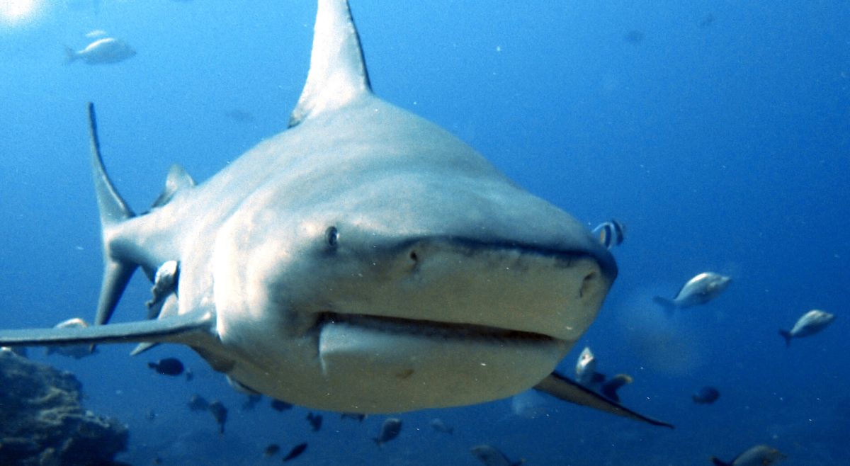 Bull Shark