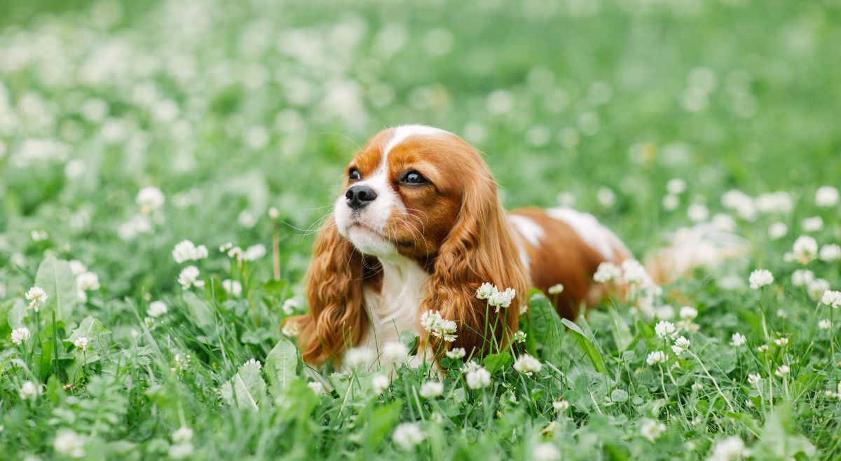 Cavalier King Charles Spaniel