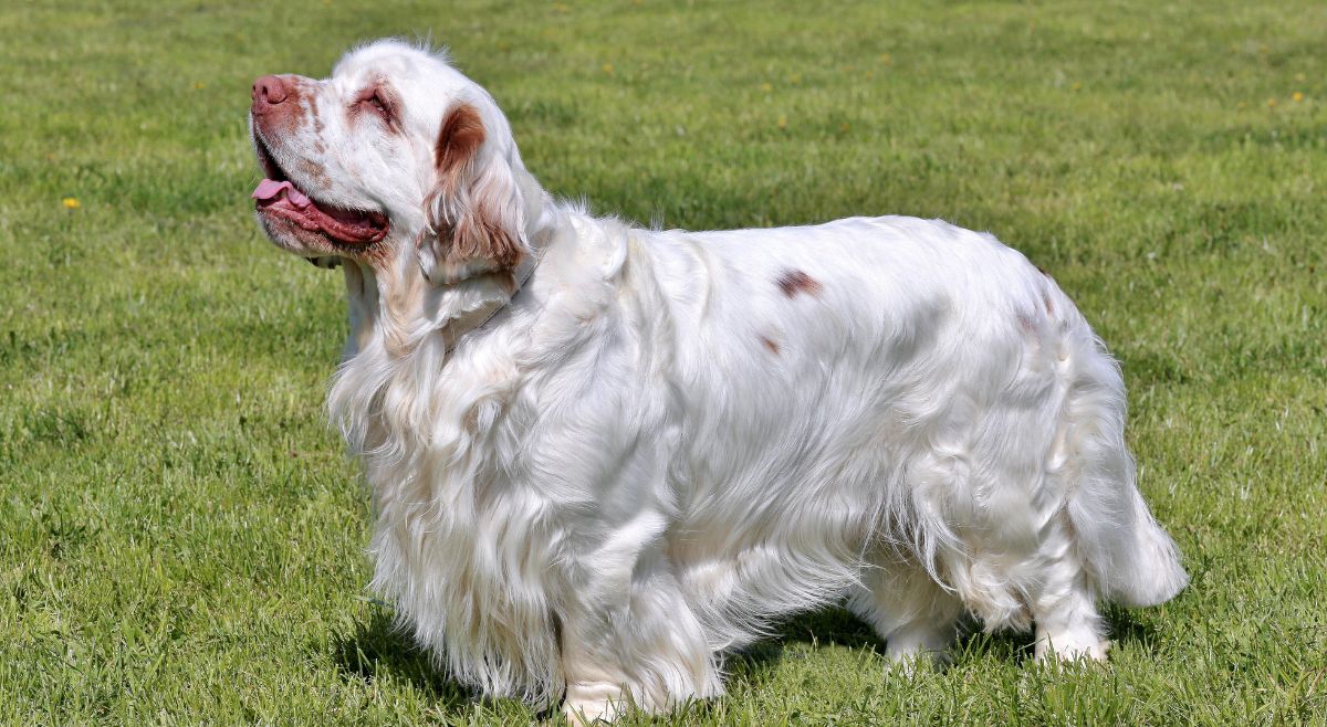 Clumber Spaniel