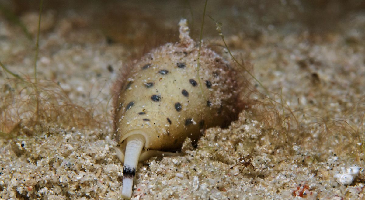 Cone Snail