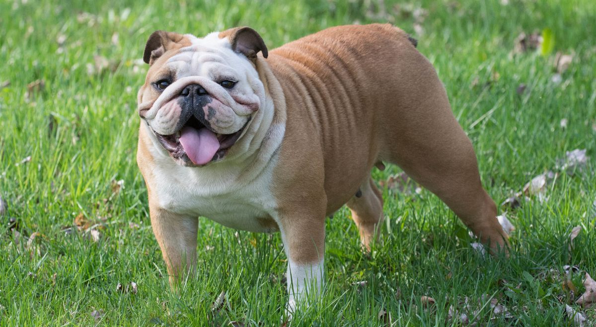 English Bulldog