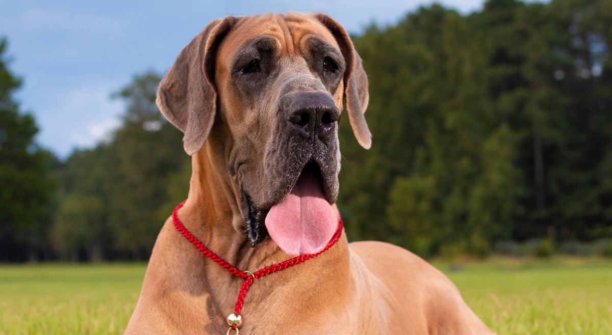 Great Dane