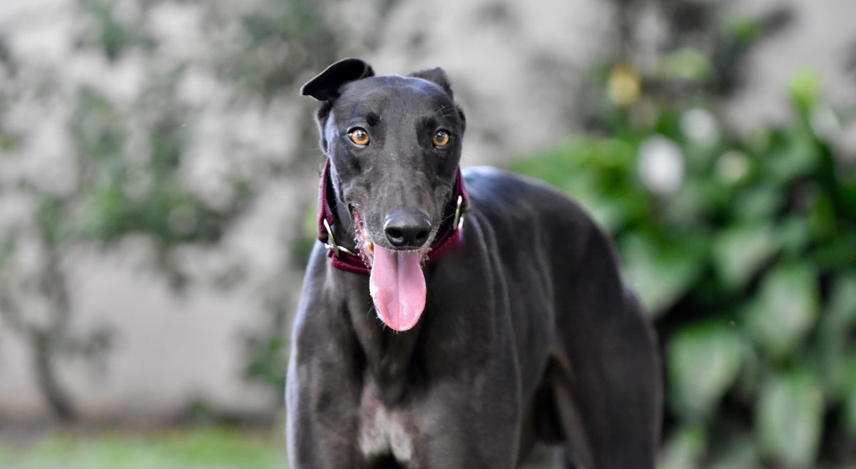 Greyhound