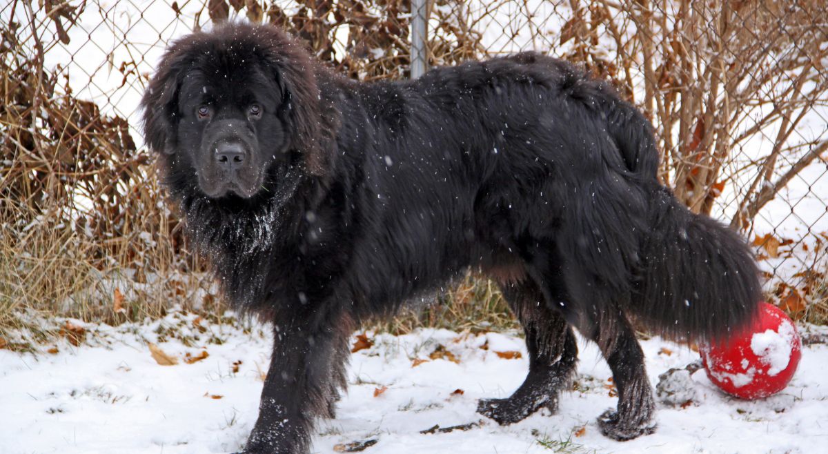 Newfoundland dog