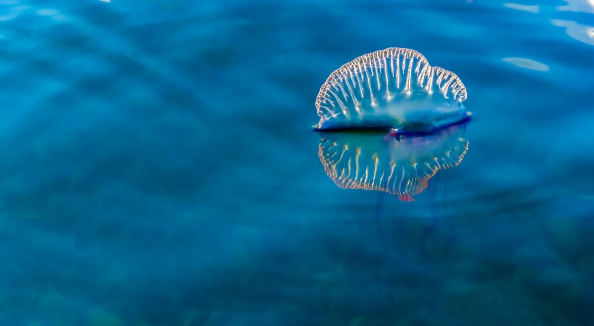 Portuguese Man O War