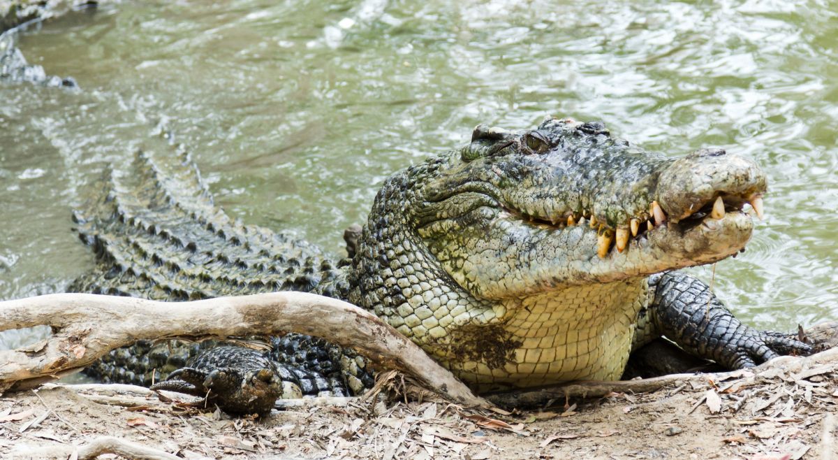 Saltwater Crocodile