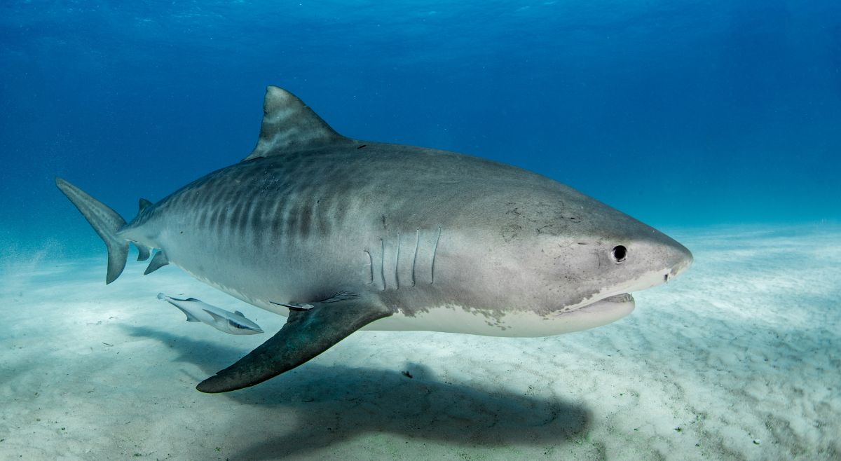 Tiger Shark