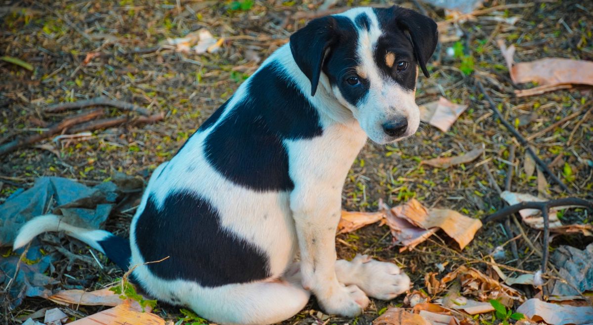 indian street dog